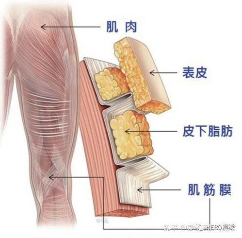 筋膜枪的工作原理及注意事项 正确使用避免损伤